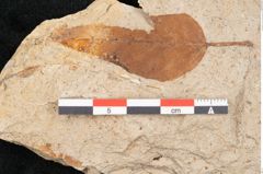 Foto (Detailansicht) von Quercus palaeoilex Ettingshausen (NHMW-GEO-2024-0188-6366)